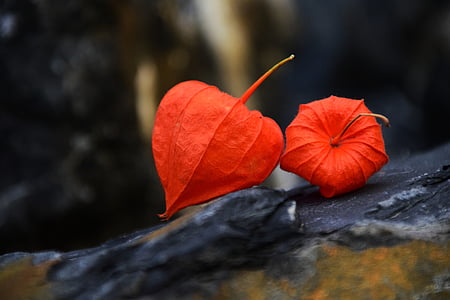 Lampionblume, Physalis alkekengi, flor de linterna, otoño, cerrar, naturaleza, estructura