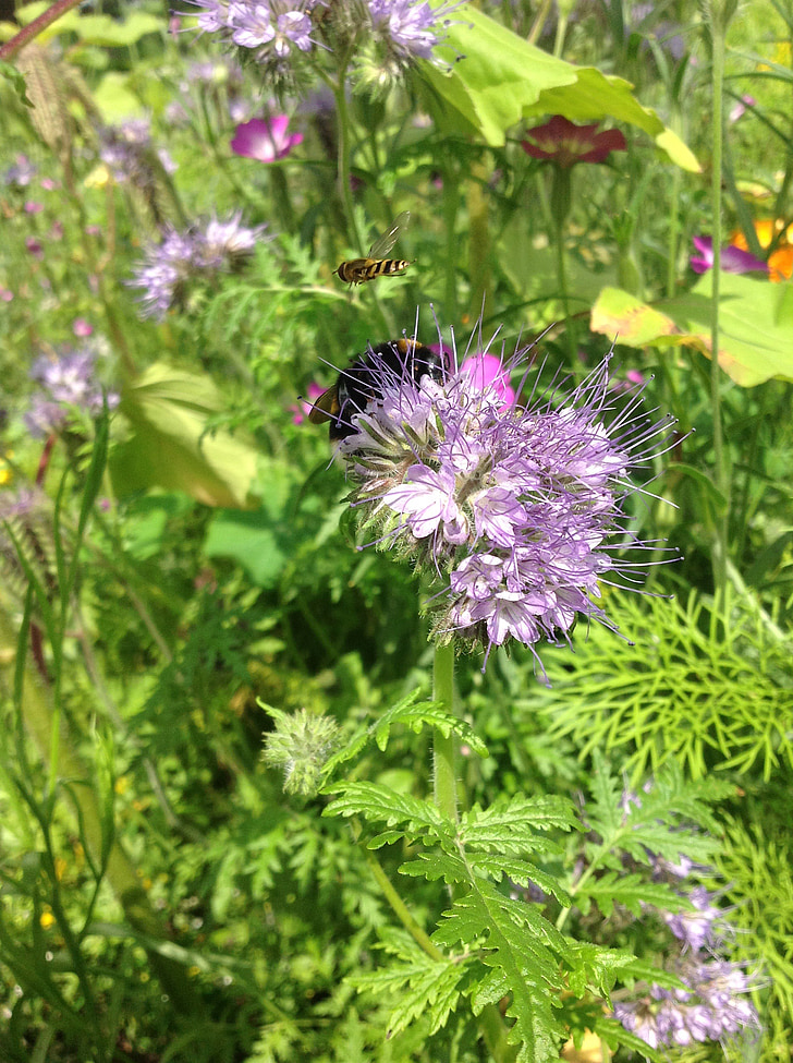 Bumblebee, Puutarha, bug, kukat, kevään, kesällä