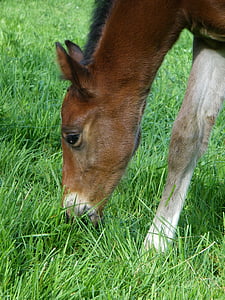 foal, filly, horse
