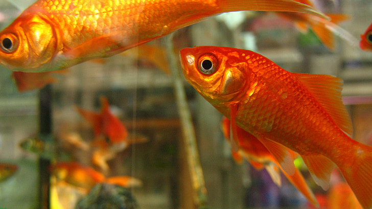 poisson rouge, poisson, Fishbowl, eau, orange, Aquarium, piscine