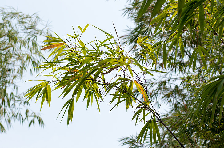 bambus, Gradina Botanica, plante, copac, organice, agricultura, în aer liber