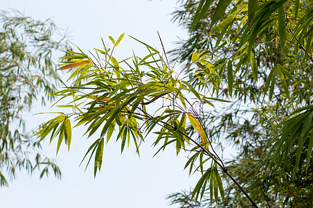 bamboo, botanic garden, plant, tree, organic, agriculture, outdoors