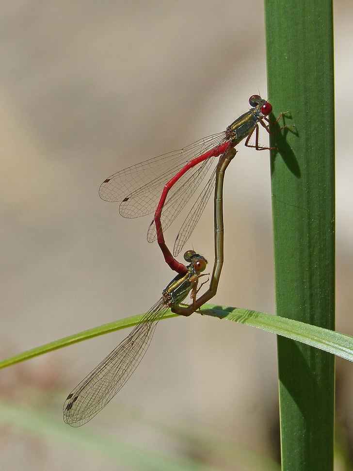 dragonflies, couple, copulation, mating, insects mating
