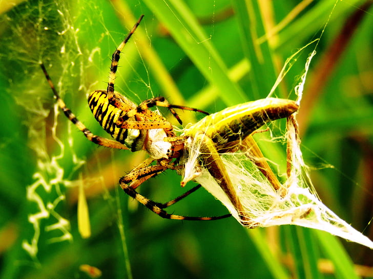 Spider, Tiger spider, Wasp-hämähäkki, verkko, saalis, saalis, silkki yhtye spider
