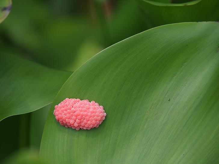egg, snails, pink, reproduction, animal world, the leaves, nature