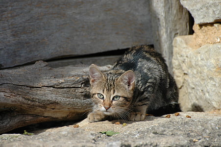котка, ферма, Бургундия, домашна котка, дива природа фотография, Бауер котка, млад котка