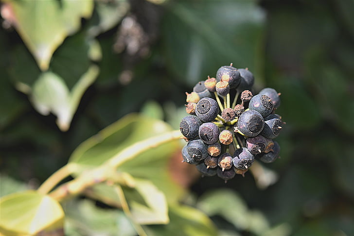 Ivy, trái cây, qua chín, nhà leo núi, quả mọng, chùm hoa hình tán, độc hại