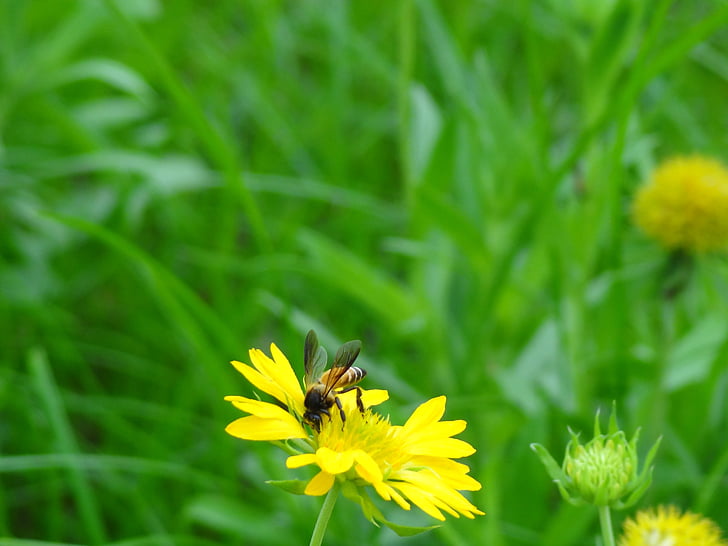 Wildflower, ape del miele, fiore, Flora, insetto, ala, fauna selvatica