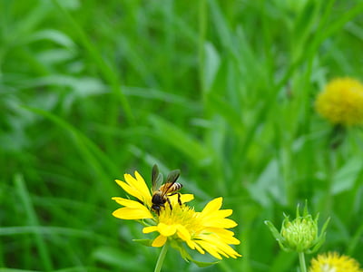 Wildflower, medus bite, puķe, Flora, kukainis, spārnu, savvaļas dzīvnieki