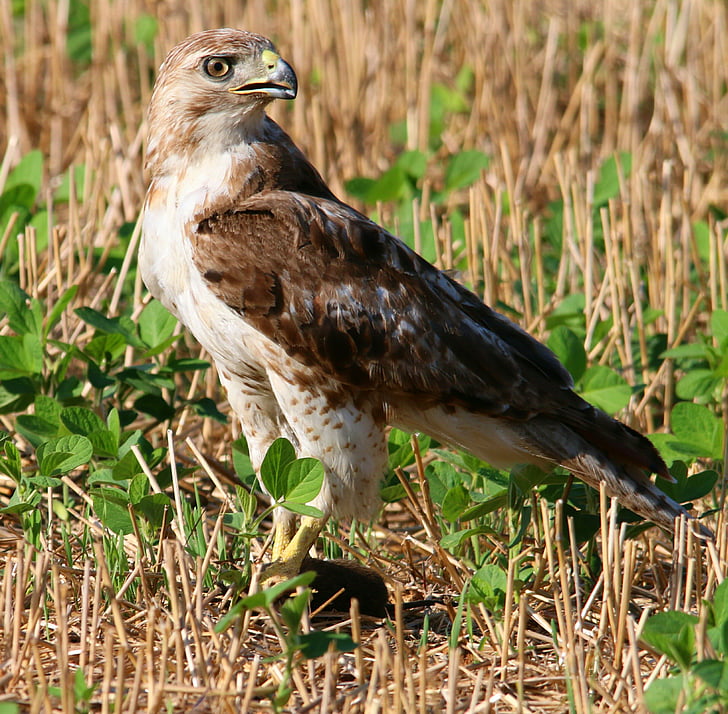 Red tailed hawk, Rödstjärtad, Hawk, fågel, Raptor, Predator, Buteo