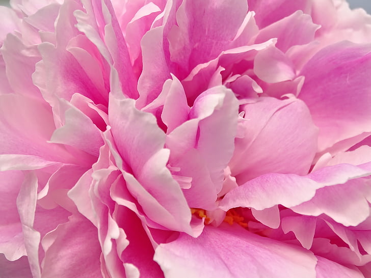 Pfingstrose, das Herz der Pfingstrose, Blume, Rosa, Blütenblätter, Poesie, rosa Farbe