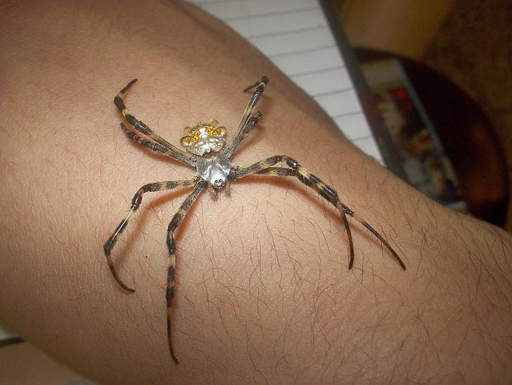 Срібний павук Аргентини, велика люстра, Золотий шовк, Аргентина, Рука, Комаха