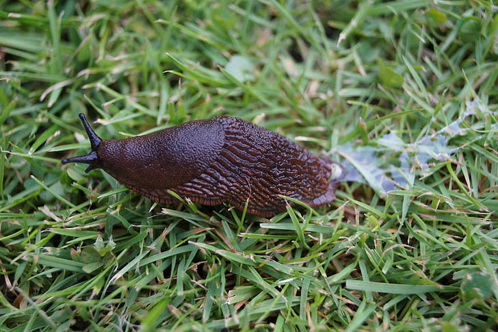 slug, land snail, insect, animal, mucus, locomotion, slick