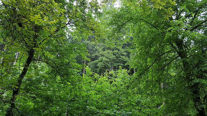 silenciós, bosc, relaxació, color verd, natura, arbre, a l'exterior