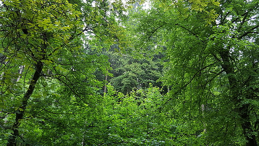 hiljainen, Metsä, rentoutumista, vihreä väri, Luonto, puu, ulkona