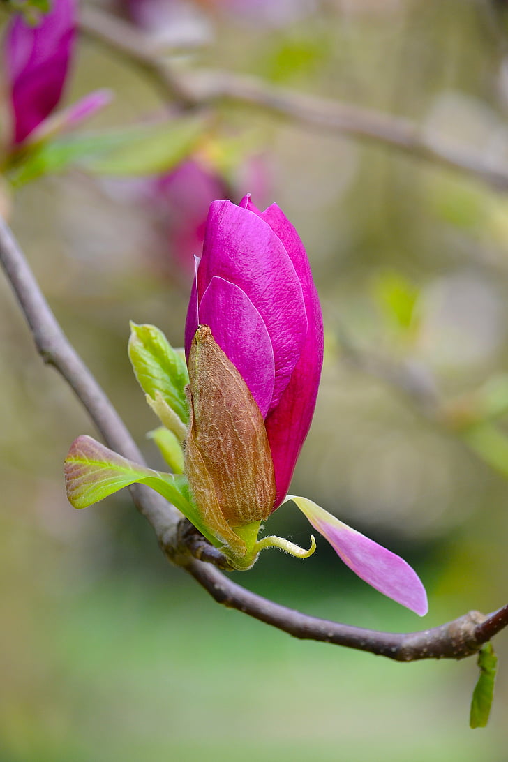 Magnolia, Blossom, Bloom, våren, Rosa, vit, träd