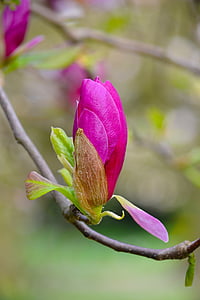 Magnolia, kvet, kvet, jar, ružová, biela, strom