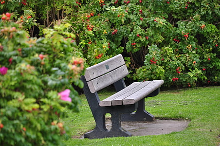 板凳, 花园, 假日, 休息, 弛豫, 植物, 布什