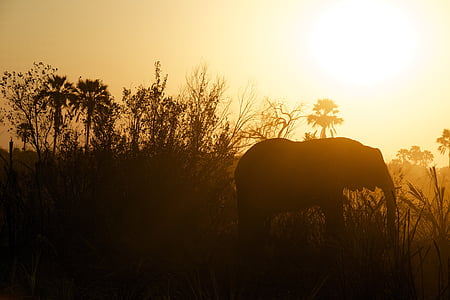 elefant, Steppe, slette-områdene, solnedgang, dyr, dyreliv, truet