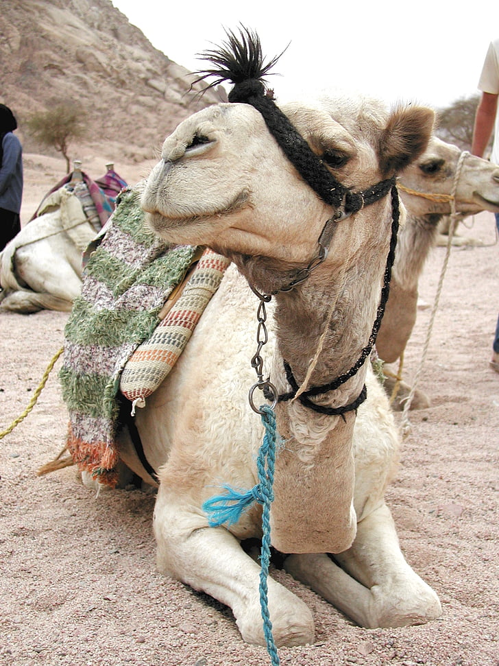 Camel, dyr, dromedar, Egypten