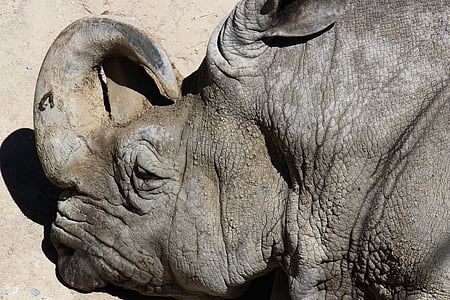zvířata, Rhino, Zoo, Wild, Afrika, divoká zvířata, život zvířat
