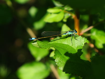 Dragonfly, Příroda, u jezera, hmyz, makro, národní svatyně tabaconas, nábřeží