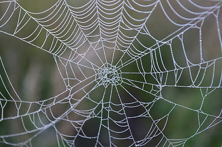 cobweb, morning dew, network, case