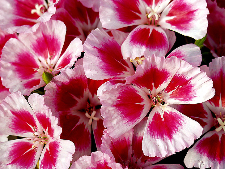 flower, red, pink, nature, floral, plant, spring