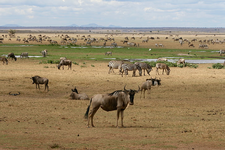 kenya, safari, wild animals, watering hole