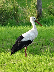 stork, rattle stork, white stork, animal portrait, bird, stand, animal