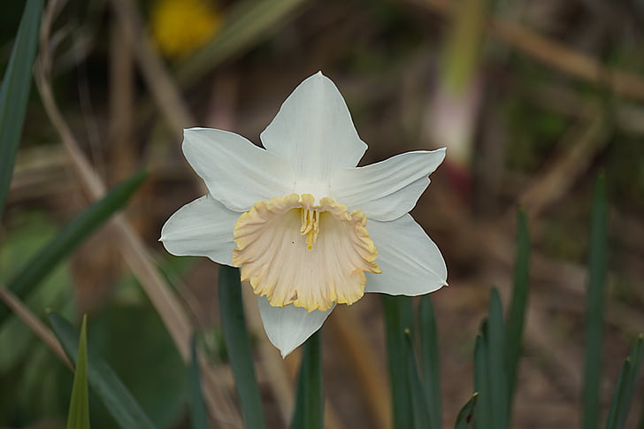 Blanc, Fleur, Flore, La luonto, kukka, terälehti, hauraus