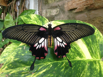 пеперуда, насекоми, безгръбначни, природата, крило, дива природа
