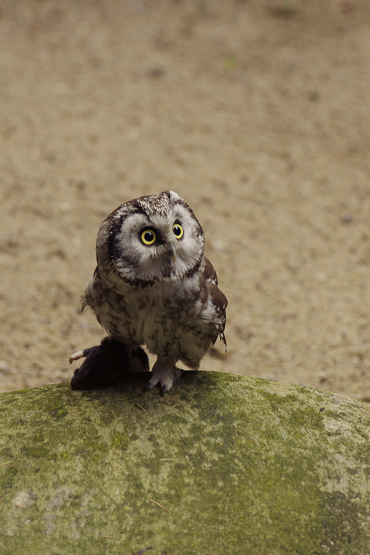 á-Âu lùn owl, con chim, Tallinn zoo