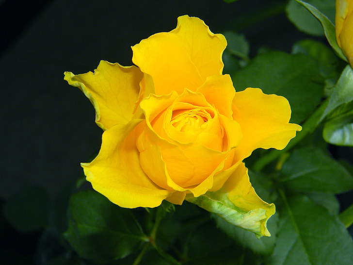 Роза, цвете, цветя, жълто, красиви цветя, растителна, едър план