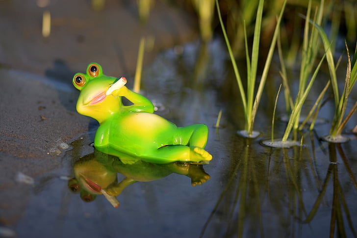 frog, water, lazy, green, cigarette, amphibian, animal