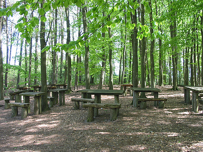 rừng, ghế dài, màu xanh lá cây, Hare trường