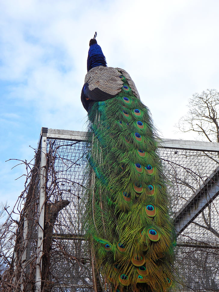 Peacock, lông vũ, con chim, động vật, sở thú, niềm tự hào, lông đuôi