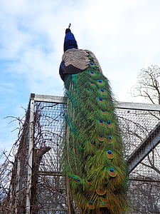 peacock, feather, bird, animal, zoo, pride, feather tail