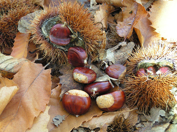 chestnuts, curly, autumn