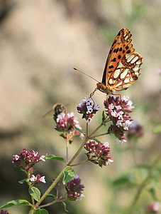 metulj, bisernik, Gorj, issoria, lathonia, nymphalidae, kraljica