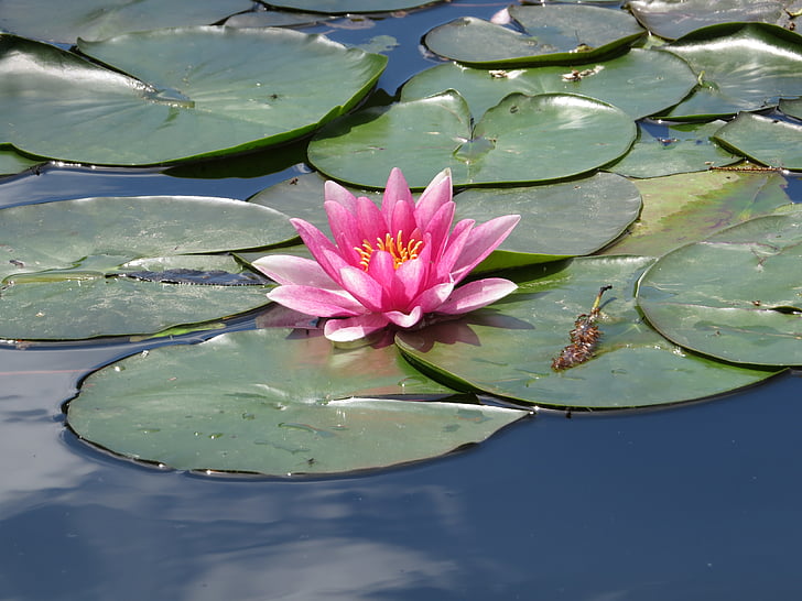 water lily, blossom, bloom, aquatic plant, nuphar lutea, pink, pink water lily