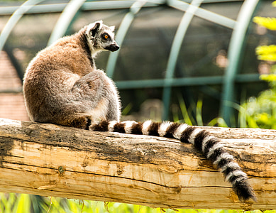 kroužek tailed lemur, oko, rámci, obličej, Madagaskar, Zoo, pruhovaný
