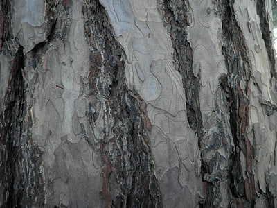 treet, bark, furu, anlegget, Logg, struktur, tre
