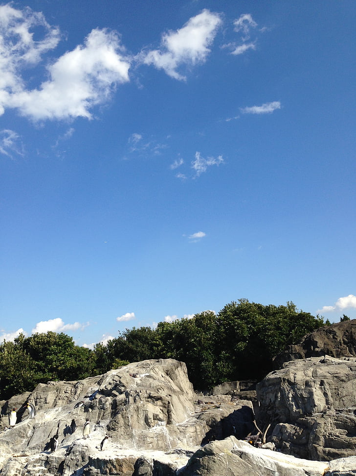 acuario, Pingüino de, cielo azul, naturaleza, cielo, Rock - objeto, al aire libre