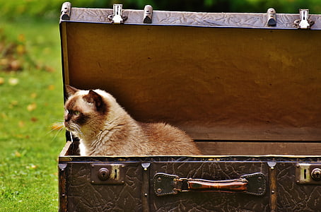 bagagli, oggetto d'antiquariato, gatto, shorthair britannico, divertente, curioso, in pelle
