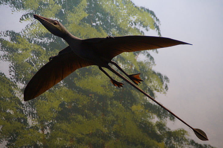 pterosaur, replica, exhibit, museum of natural history, dinosaur, urtier, dino