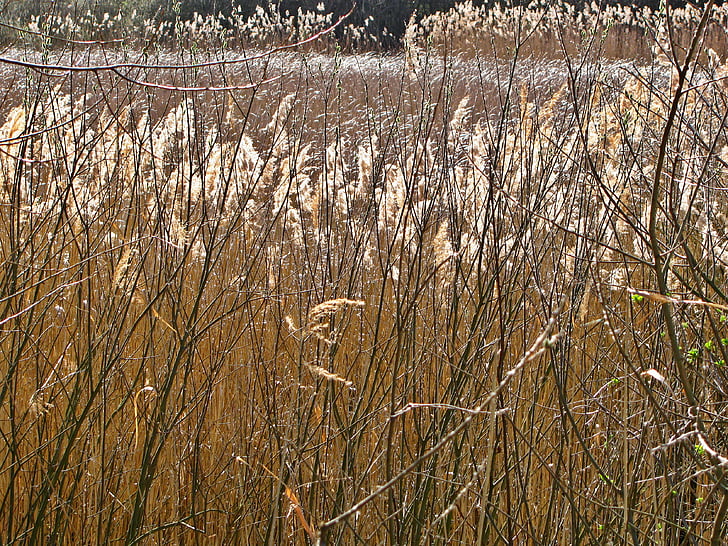 Reed, dammen, våren, växter, vegetation, stjälkar, härva