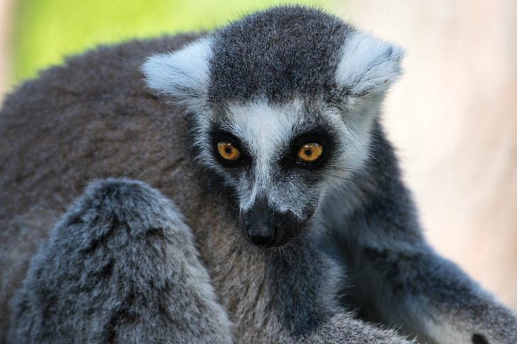 lemur, zoo, animal, madagascar, mammal, face, primate