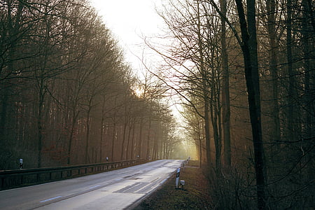 drumul, distanţă, peisaj, asfalt, natura, drum de tara, copaci