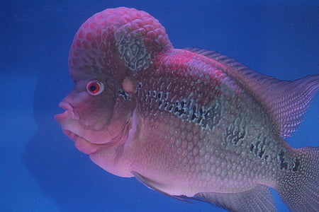 vis, hoofd, paars, Fish Tank, Aquarium